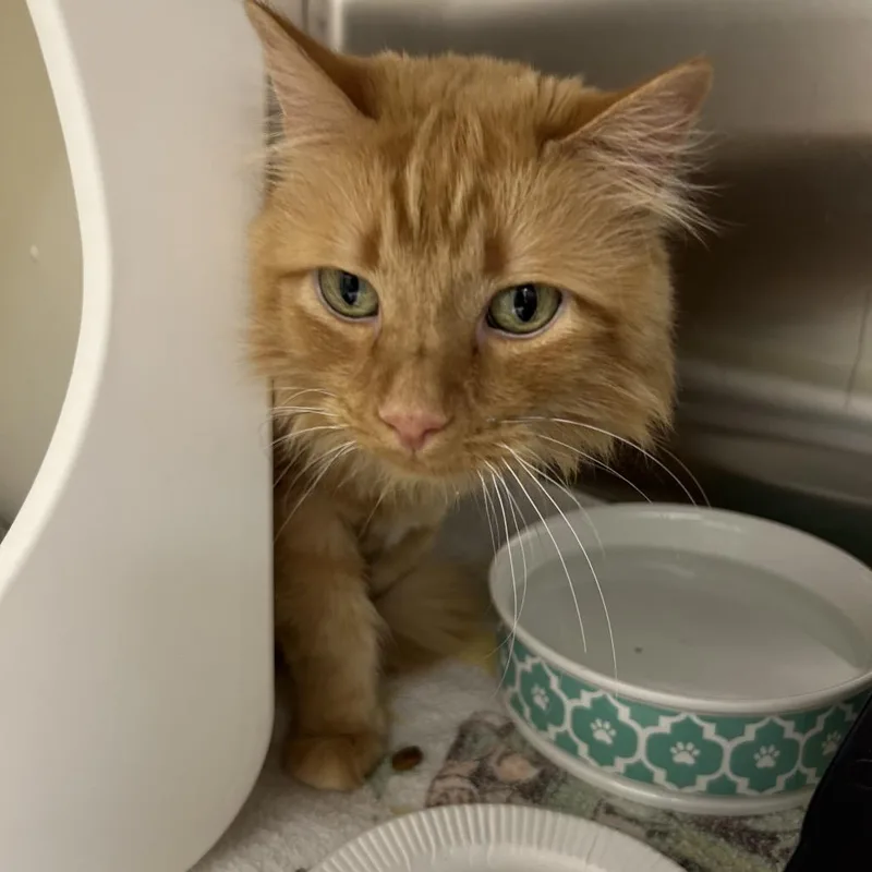 A senior large-sized male Orange / Red Domestic Short Hair cat named Archie for adoption in Oshkosh, WI