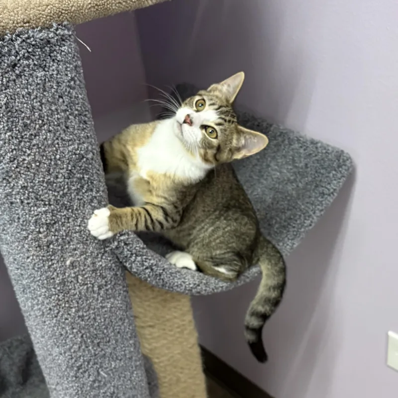 A baby medium-sized male Tabby (Brown / Chocolate) Tabby cat named Rangoon for adoption in Lombard, IL