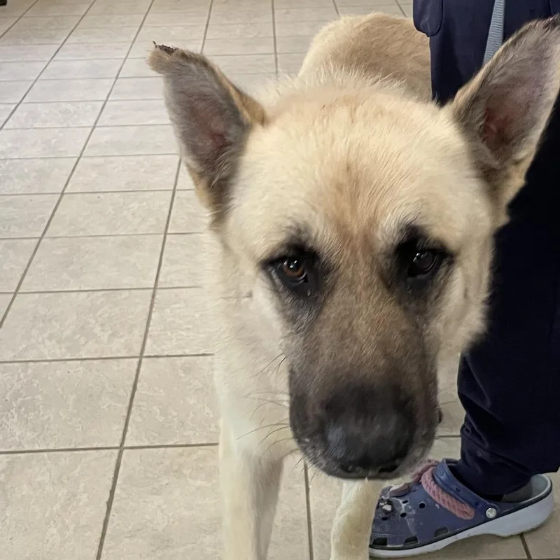 An adult large-sized male Yellow / Tan / Blond / Fawn Mixed Breed dog named StrayDoubleChurchesRoad for adoption in Columbus, GA