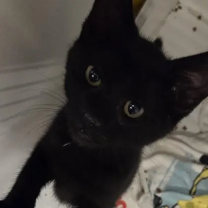 A baby small-sized female Domestic Short Hair cat named Skip for adoption in Voorhees, NJ