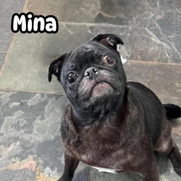 An adult small-sized female Black Pug dog named Mina for adoption in Alvin, TX