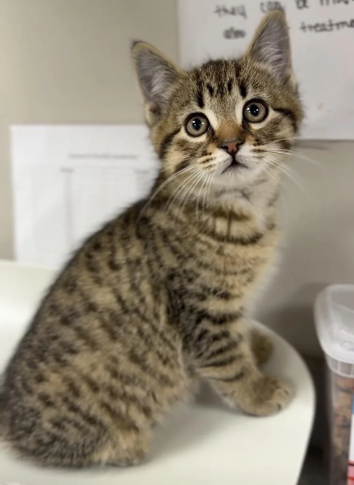 A baby small-sized male Brown / Chocolate Domestic Short Hair cat named Gary for adoption in Bemidji, MN