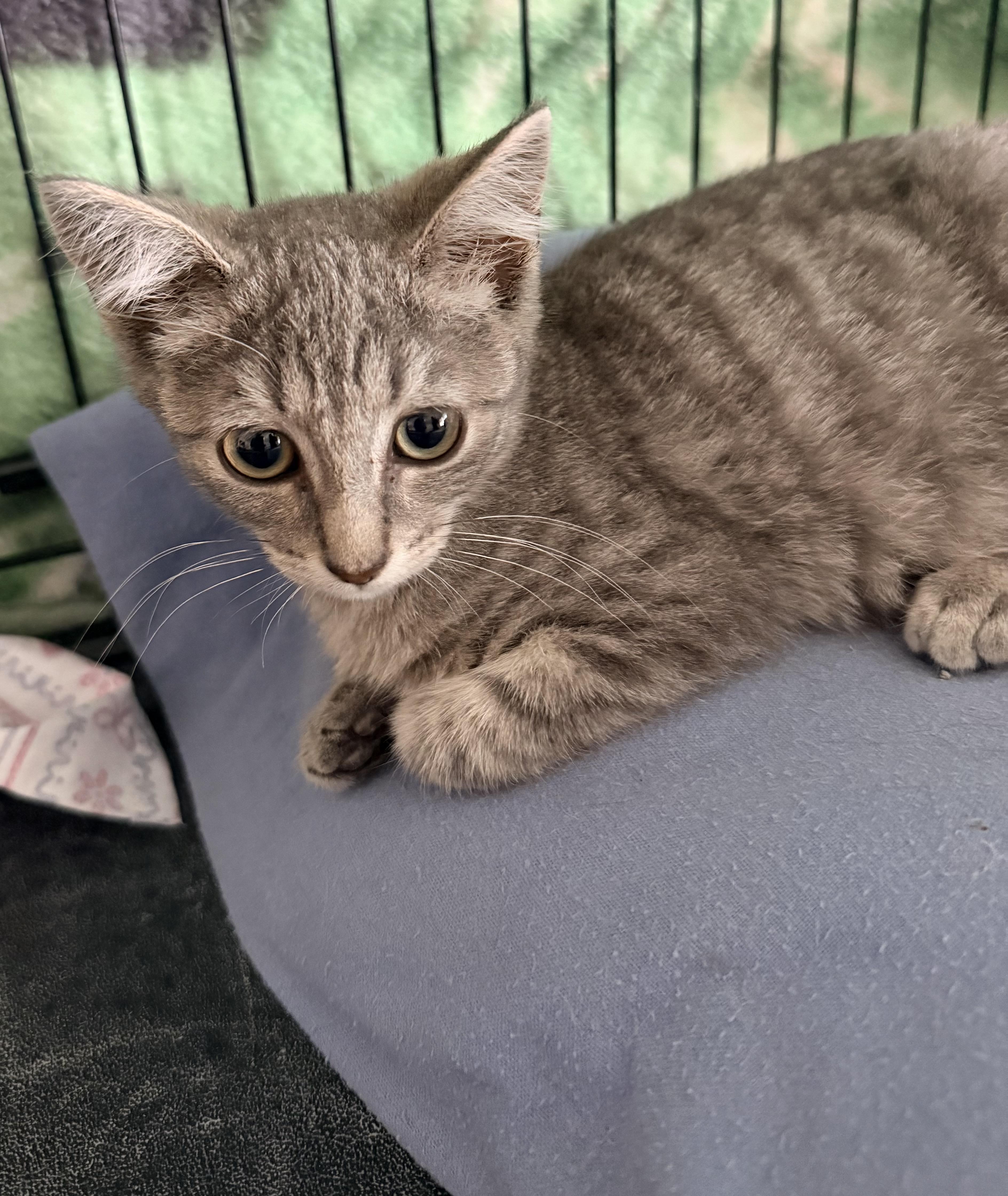 A baby small-sized male Tabby (Gray / Blue / Silver) Domestic Short Hair cat named Judge for adoption in New York, NY