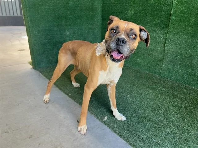 An adult medium-sized female Boxer dog named Canella for adoption in Lancaster, CA