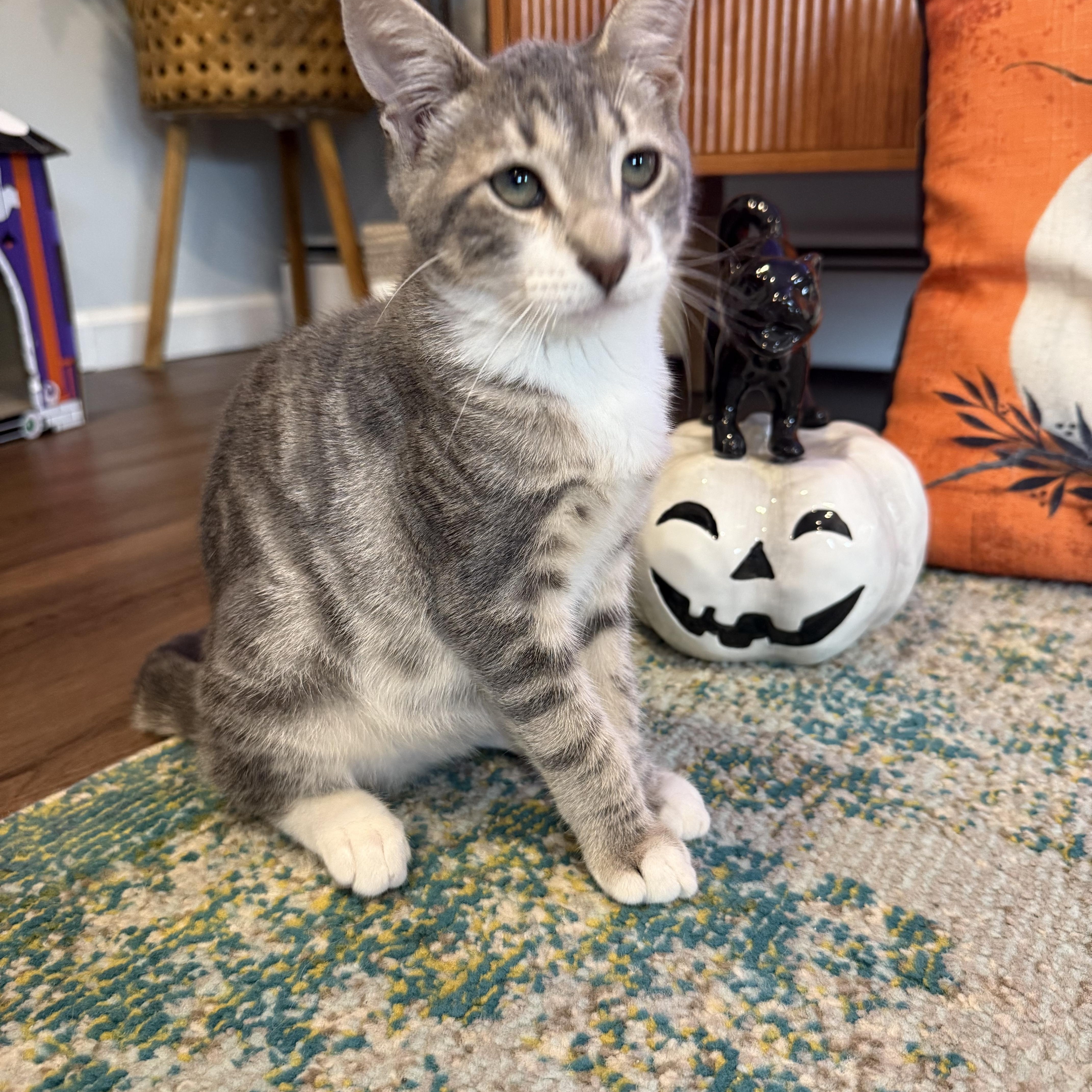 A baby small-sized male Domestic Short Hair cat named Ghost for adoption in Port Jefferson Station, NY