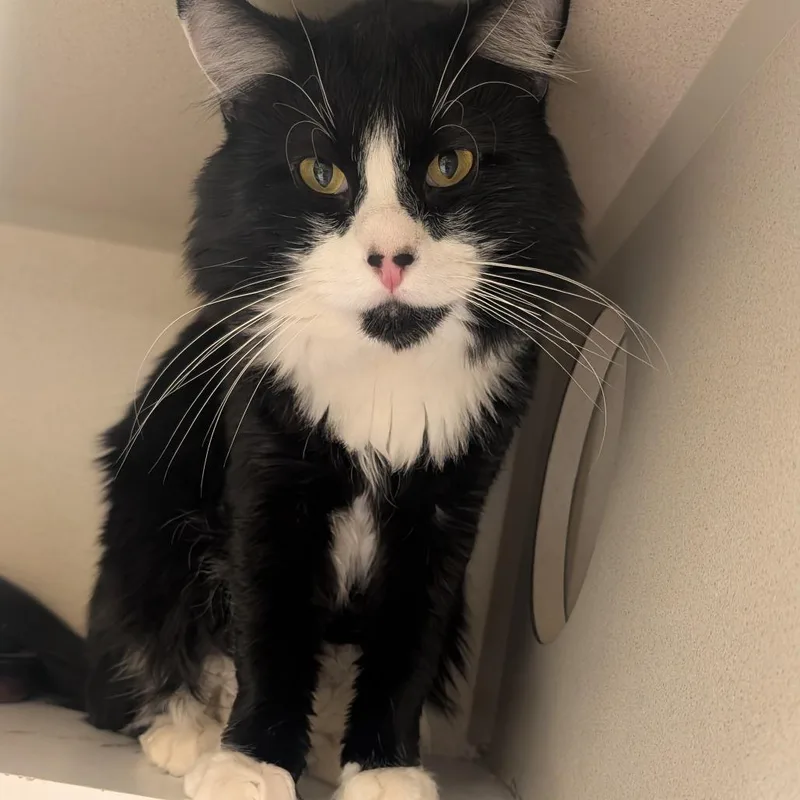 Chichimocho thumbnail 3