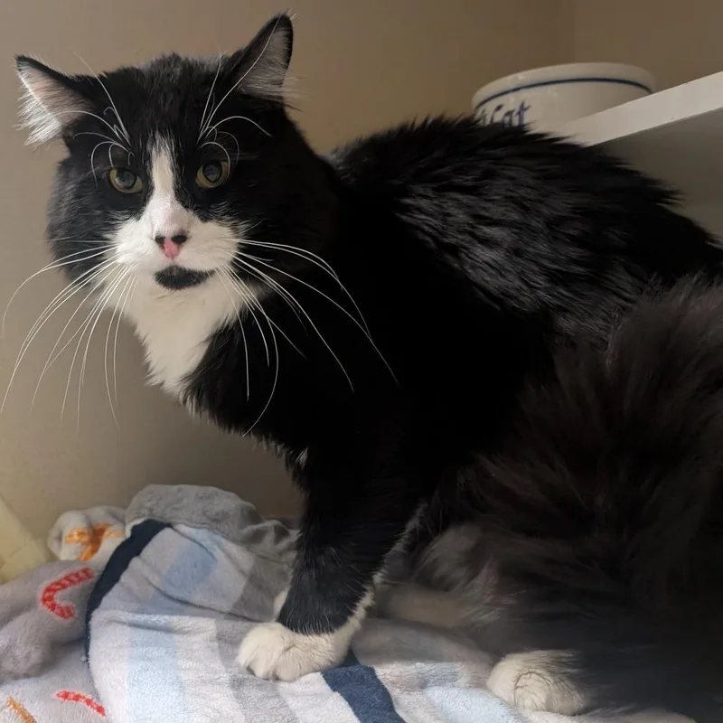 Chichimocho thumbnail 4