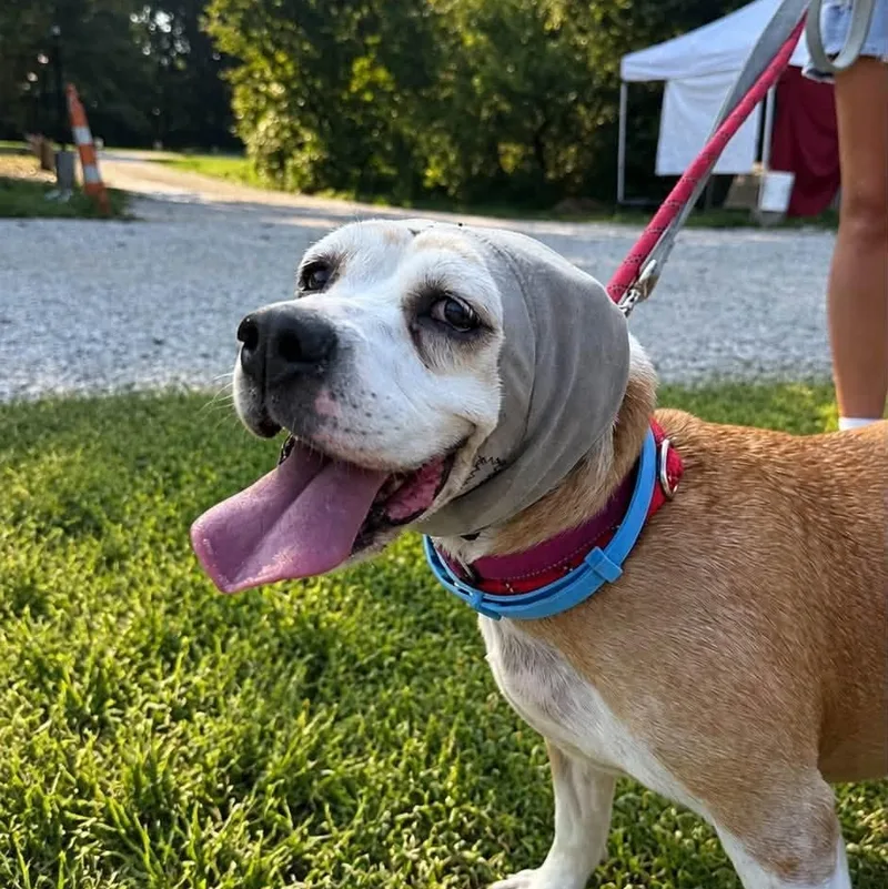A senior medium-sized female Golden Mixed Breed dog named Elizabeth for adoption in Warren, OH