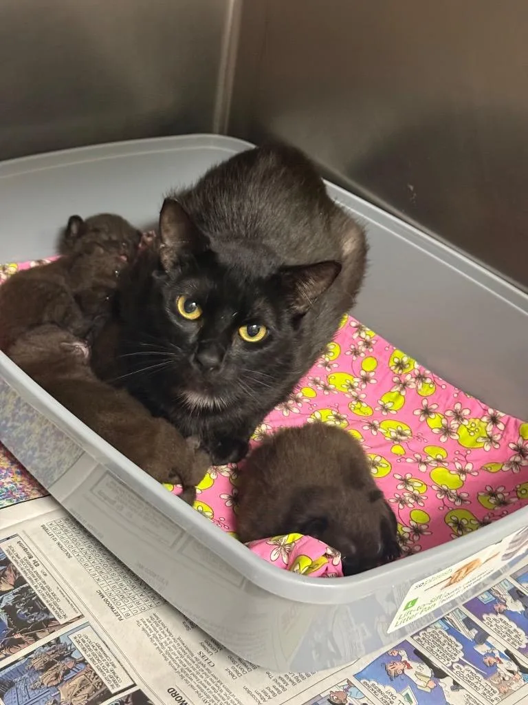 A baby medium-sized female Domestic Short Hair cat named Primrose for adoption in Sorrento, LA