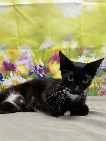 An adult medium-sized female Domestic Short Hair cat named Aunt Cass for adoption in San Antonio, TX