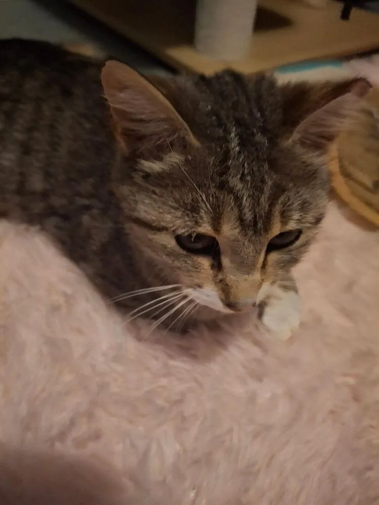 An adult medium-sized female Brown / Chocolate Domestic Short Hair cat named Camery for adoption in Dayton, OH