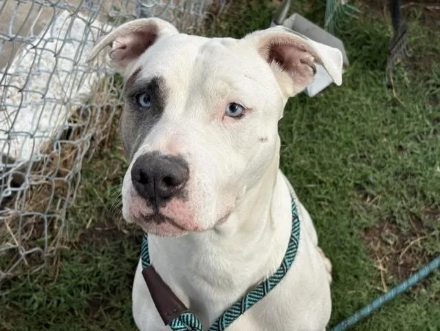 An adult large-sized female Pit Bull Terrier dog named Tina for adoption in Tulsa, OK