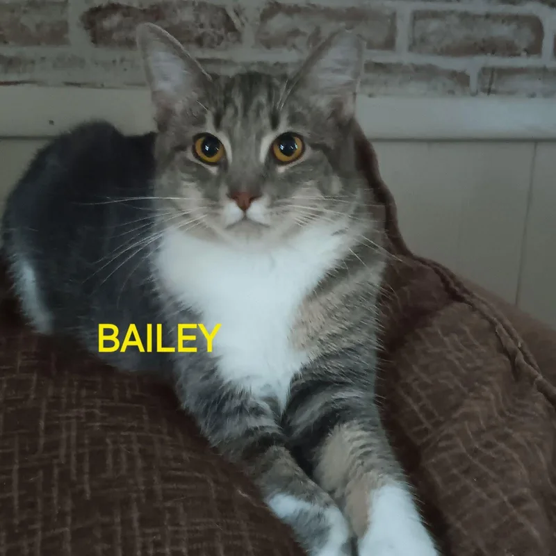 A baby medium-sized female Domestic Short Hair cat named Bailey for adoption in Utica, MI