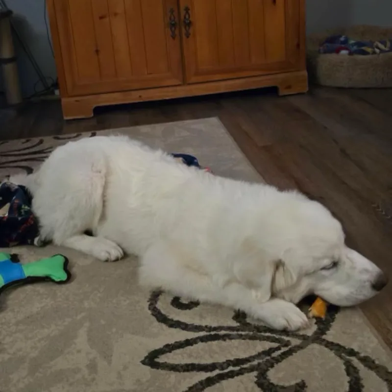 A baby large-sized male White / Cream Great Pyrenees dog named Samson for adoption in Kingwood, TX