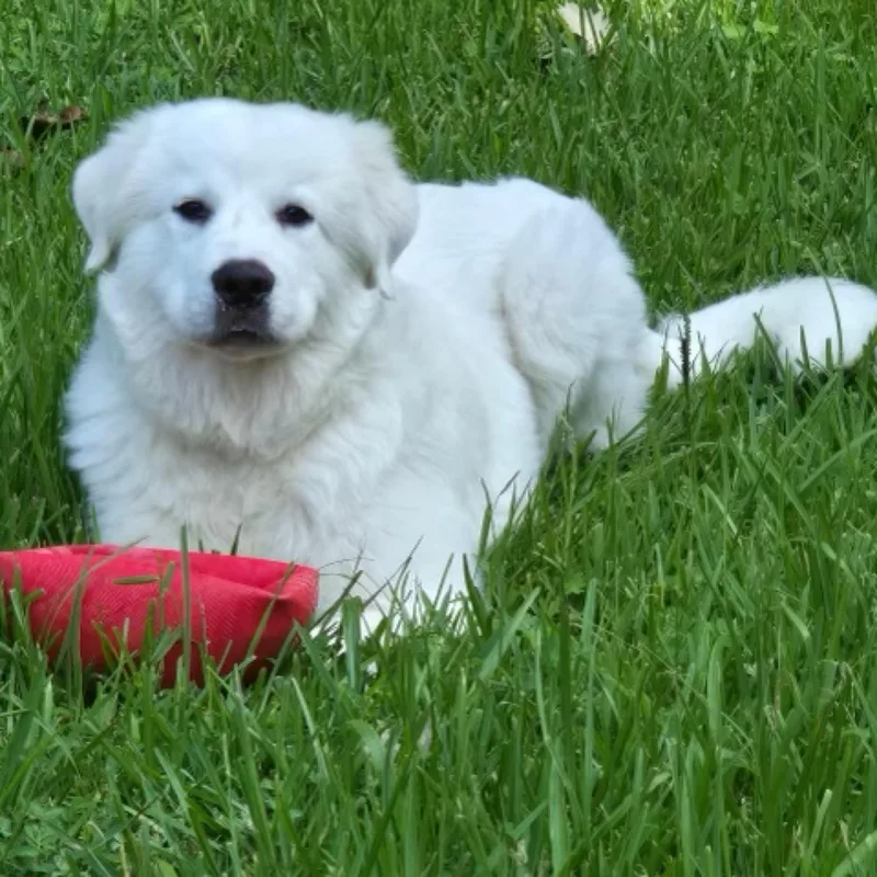 Samson thumbnail 3