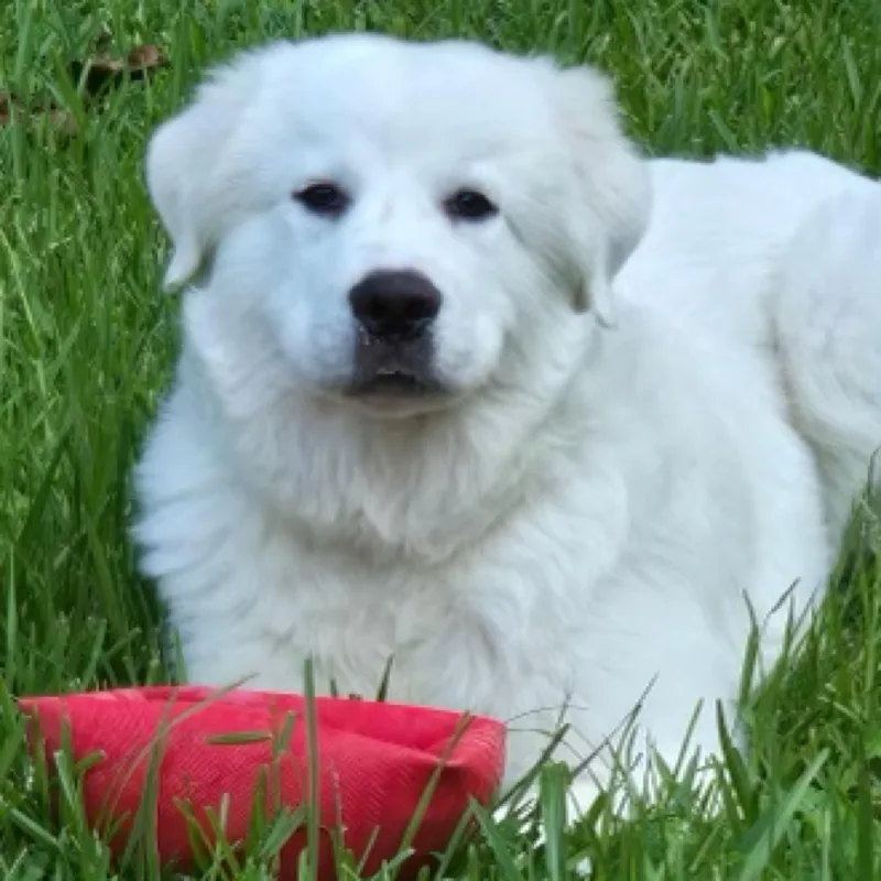 Samson thumbnail 4