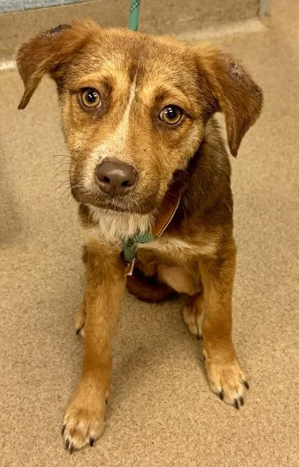 A young small-sized male Mixed Breed dog named Endo for adoption in Chamblee, GA