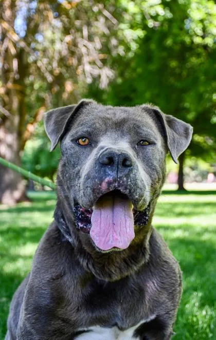 An adult large-sized male Mastiff dog named St. Nicholas for adoption in Yakima, WA