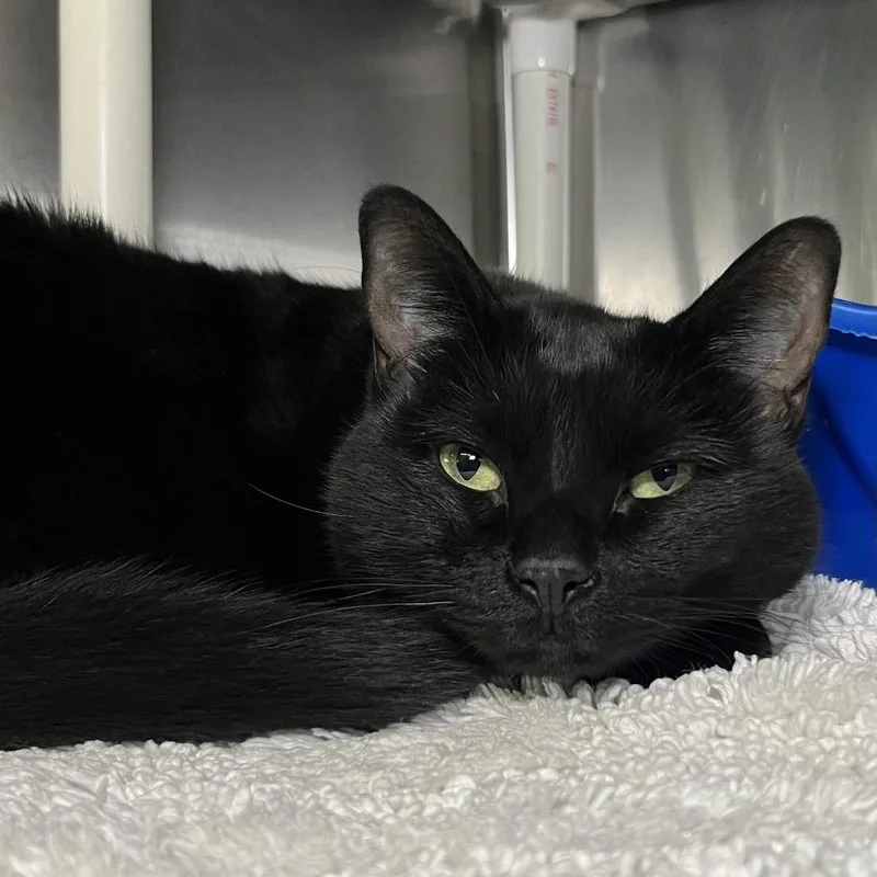 An adult medium-sized female Black Domestic Short Hair cat named Katy for adoption in Palm Springs, CA