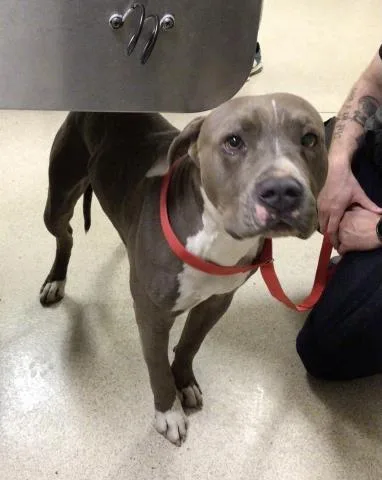 A young large-sized male Pit Bull Terrier dog named Smalls for adoption in Riverside, CA