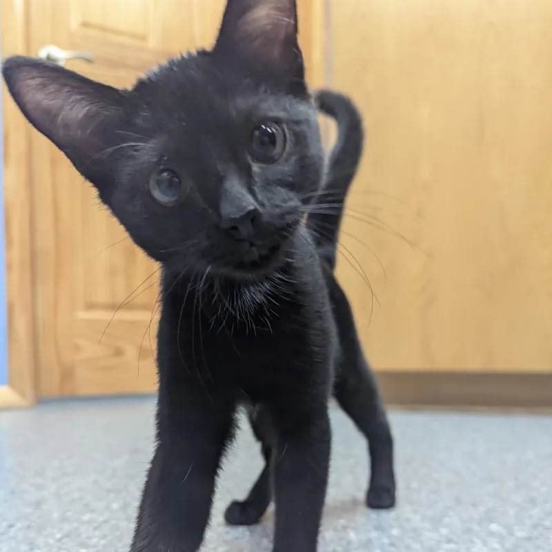 A baby medium-sized male Black Domestic Short Hair cat named Michael for adoption in High Ridge, MO