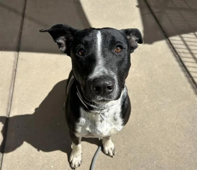 An adult large-sized female Pit Bull Terrier dog named Doris for adoption in Martinez, CA