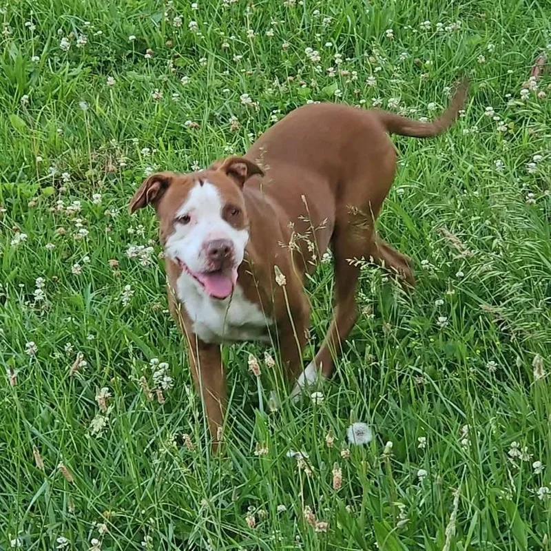 An adult large-sized female Brown / Chocolate Pit Bull Terrier dog named Cinnamon for adoption in Evensville, TN