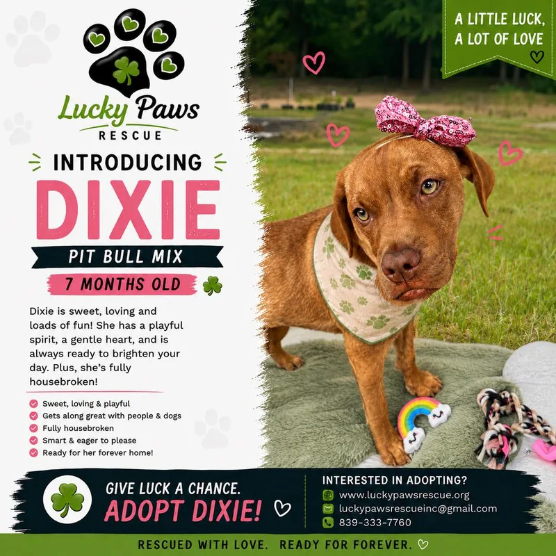 A baby medium-sized female Red / Chestnut / Orange Labrador Retriever dog named Last Of Her Liter for adoption in Sumter, SC