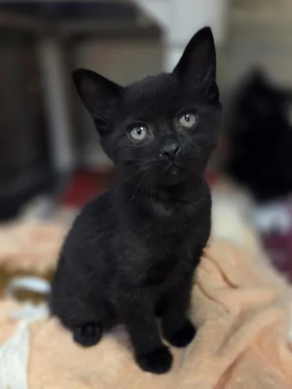 A baby small-sized male Domestic Short Hair cat named Dewey for adoption in Westland, MI