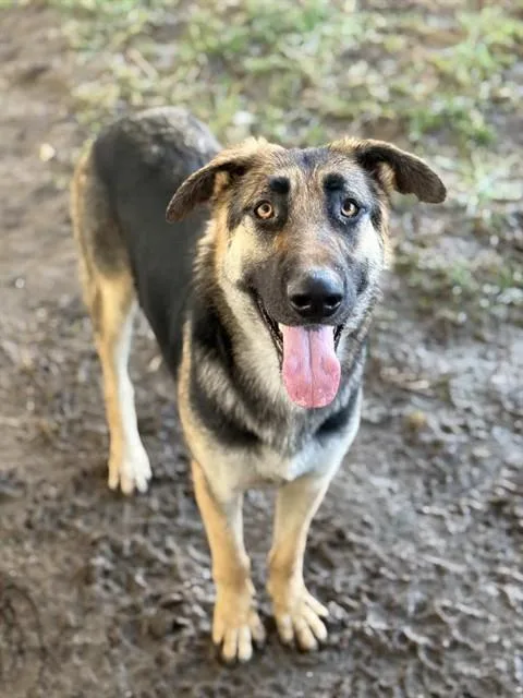 An adult large-sized female German Shepherd Dog dog named Shelly for adoption in Riverside, CA