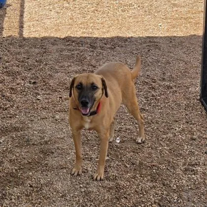 An adult medium-sized female Hound dog named Quinn for adoption in Divide, CO