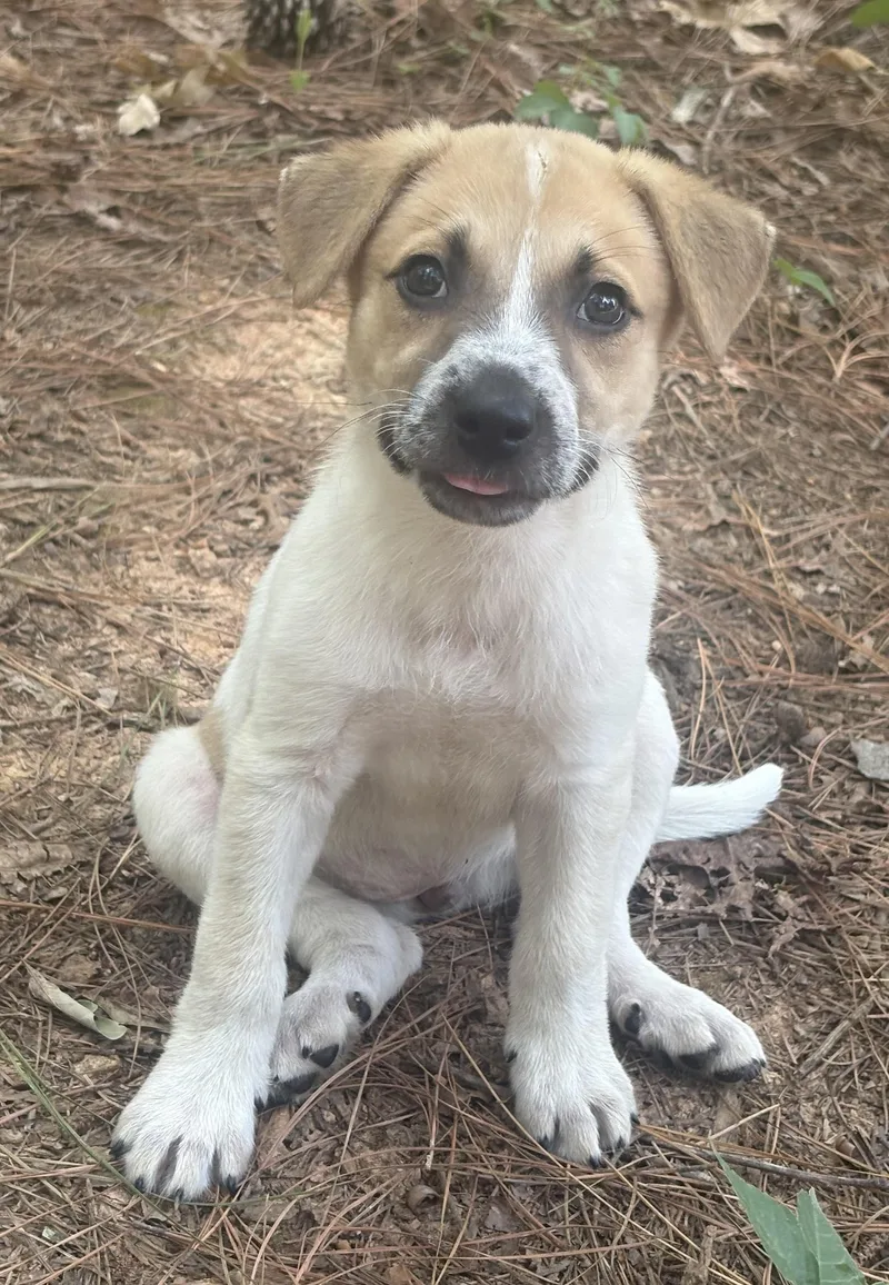 A young medium-sized female Yellow / Tan / Blond / Fawn Hound dog named Mabel for adoption in Waxhaw, NC