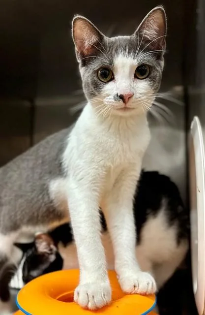 A young small-sized male Domestic Short Hair cat named Wylie for adoption in York, SC