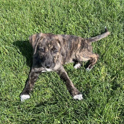 A baby small-sized female Brindle Golden Retriever dog named Rizzoli for adoption in Fishers, IN