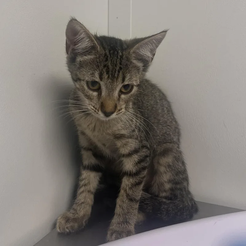 A baby small-sized female Gray / Blue / Silver Domestic Short Hair cat named Umeko for adoption in Hattiesburg, MS