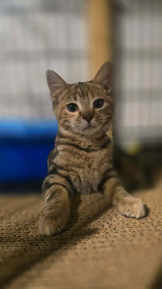 A baby small-sized female Brown / Chocolate Domestic Short Hair cat named Noela Joy for adoption in Elyria, OH
