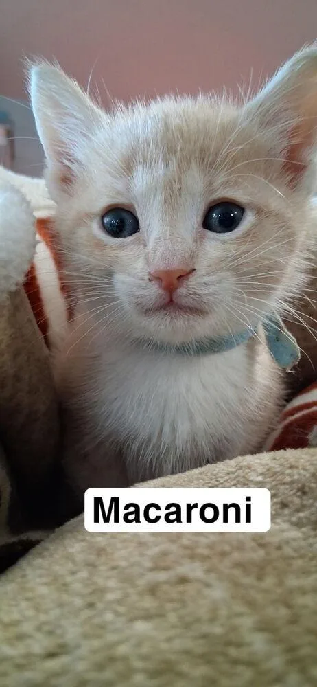 A baby medium-sized male Domestic Short Hair cat named Macaroni for adoption in Lafayette, CO