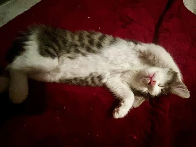 Leo