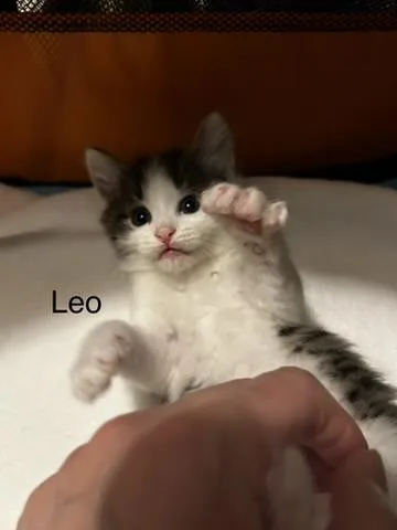 Leo thumbnail 2