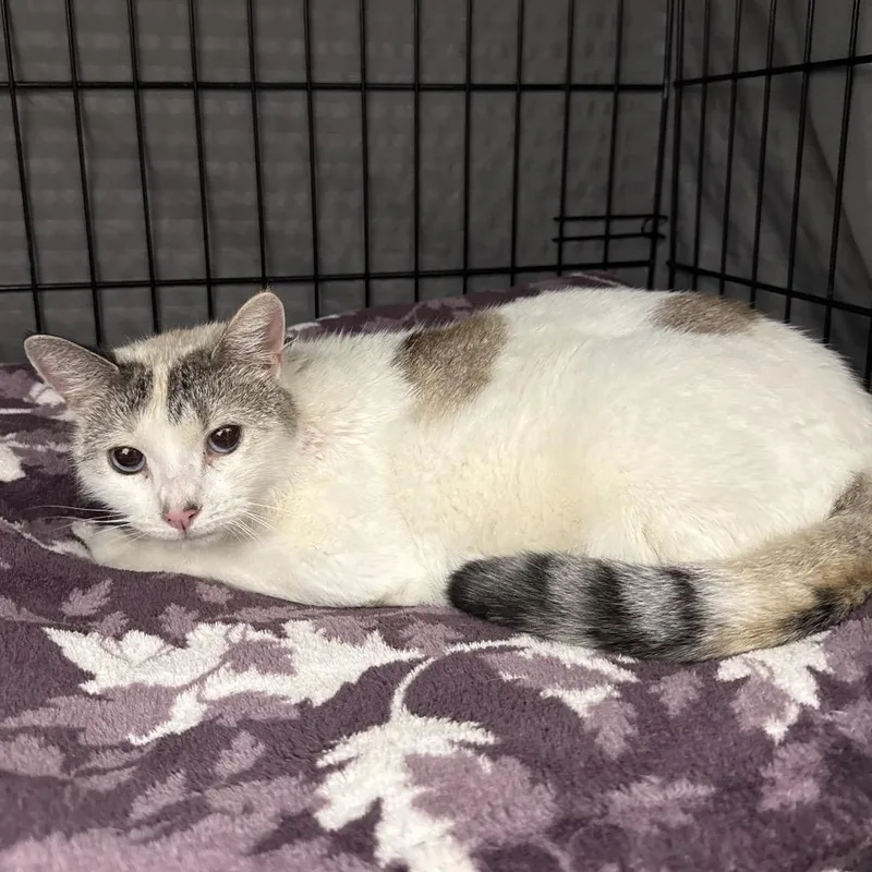 A young medium-sized female White Domestic Short Hair cat named Slinky for adoption in Bismarck, ND