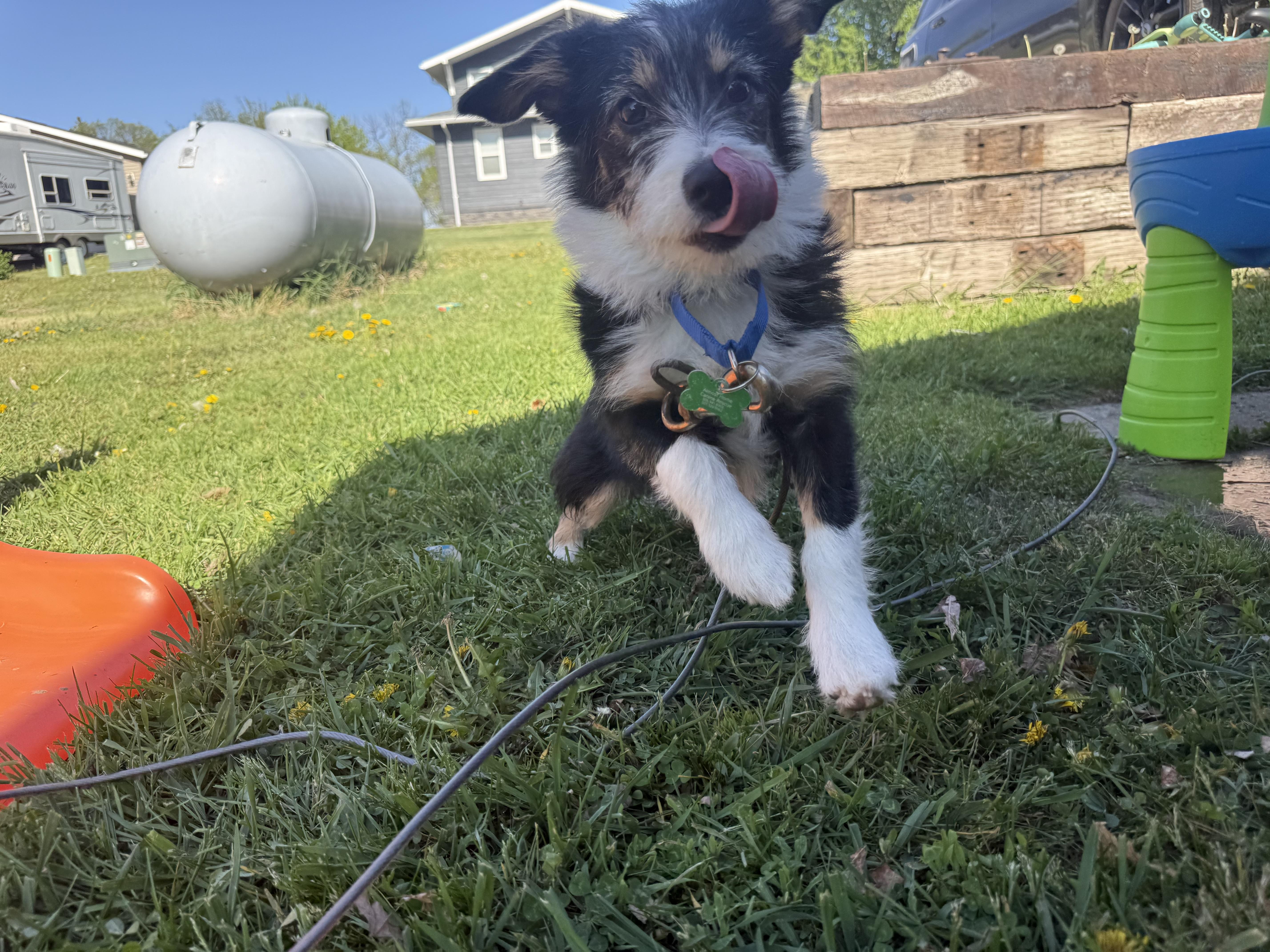A baby medium-sized female Mixed Breed dog named Lilly for adoption in Sioux Falls, SD