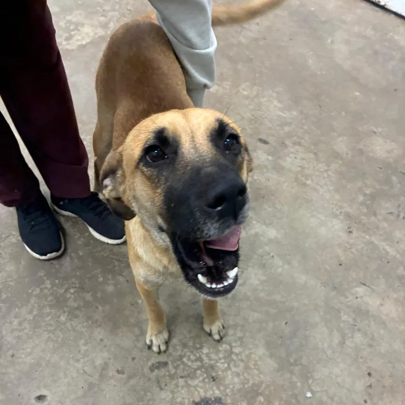 An adult medium-sized female Mixed Breed dog named Miss spink for adoption in Corbin, KY