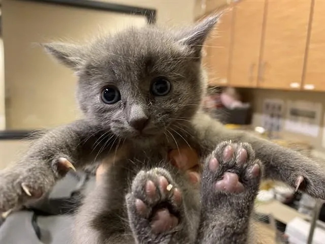 A baby small-sized female Domestic Medium Hair cat named Brynlyn for adoption in Modesto, CA