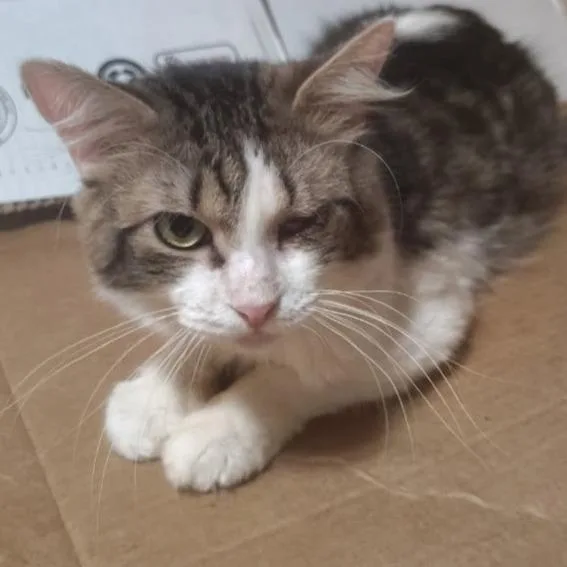 An adult small-sized male Gray / Blue / Silver Domestic Short Hair cat named Howie for adoption in Midland, TX