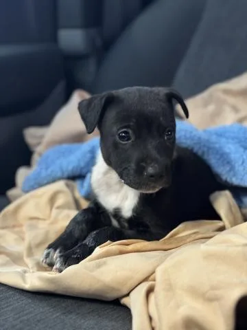 A baby small-sized female Pit Bull Terrier dog named Greta for adoption in Riverside, CA