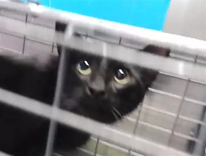 A young medium-sized female Domestic Short Hair cat named Mew for adoption in Tulsa, OK