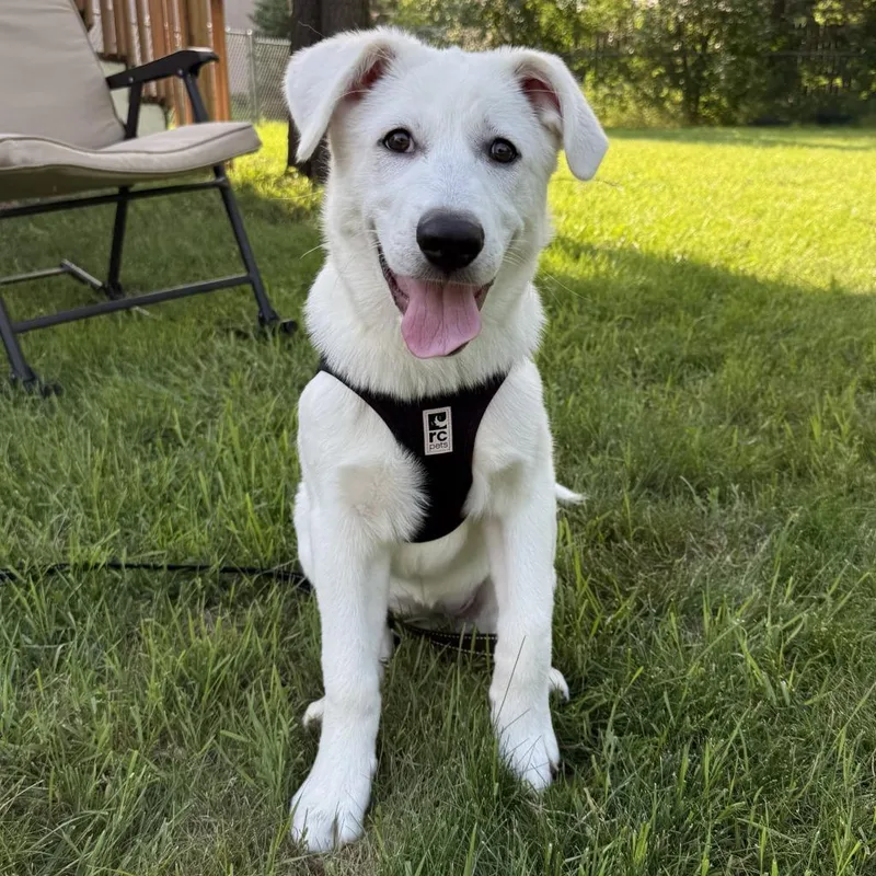 A baby medium-sized female Great Pyrenees dog named Dassa Dog for adoption in Minneapolis, MN