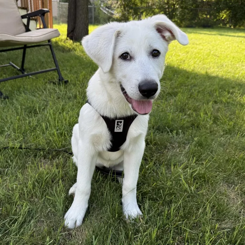 Dassa Dog thumbnail 2
