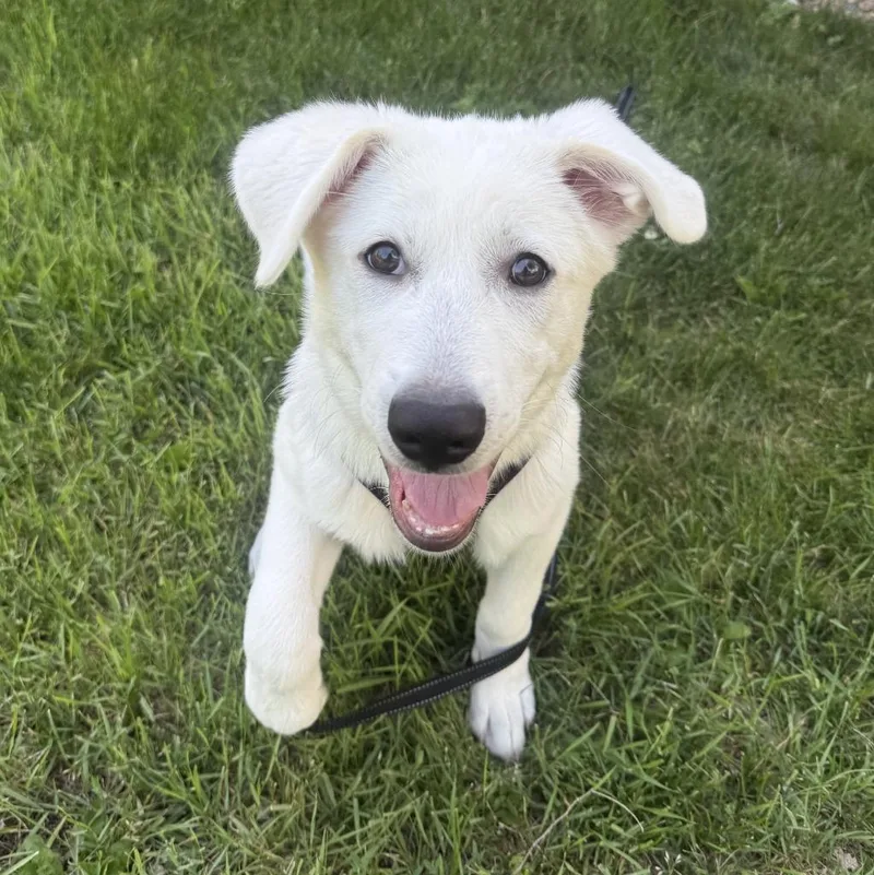 Dassa Dog thumbnail 3