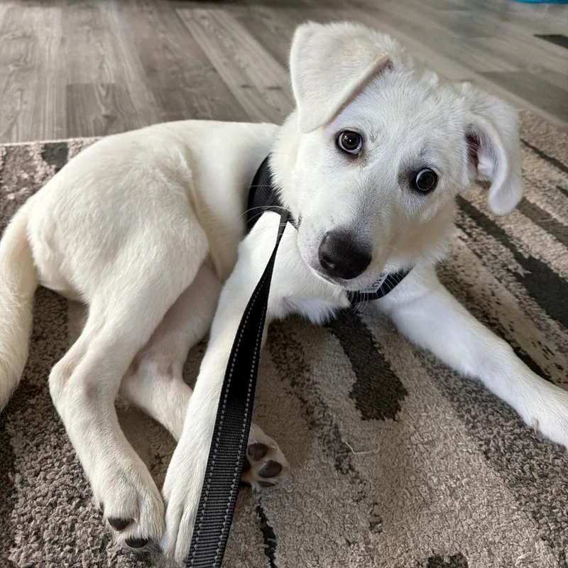 Dassa Dog thumbnail 4